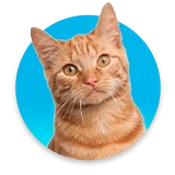 Gatos